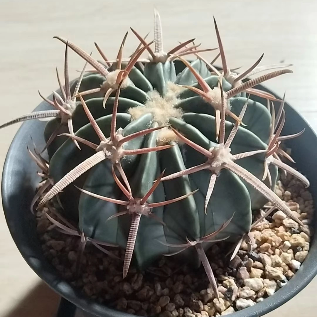 满18包邮（实生剑刺凌波）