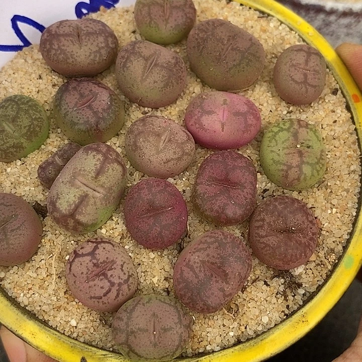 22524吕杂一颗