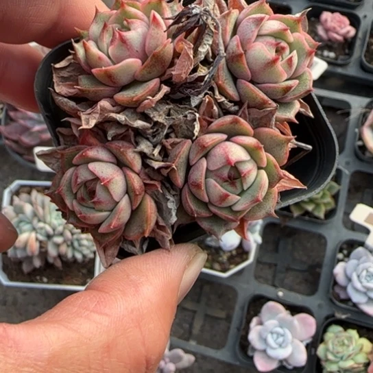 281笨吧多肉植物多