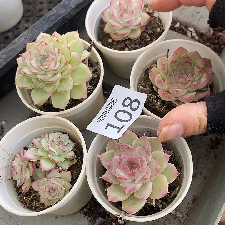 108 多肉植物盆栽花卉