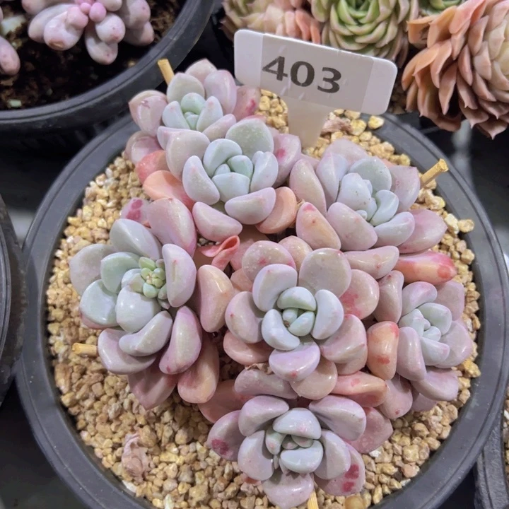 健健康康平平安安