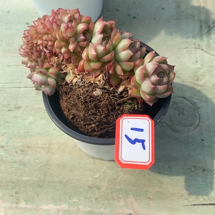 茼*一物一拍麦秆女王多肉15