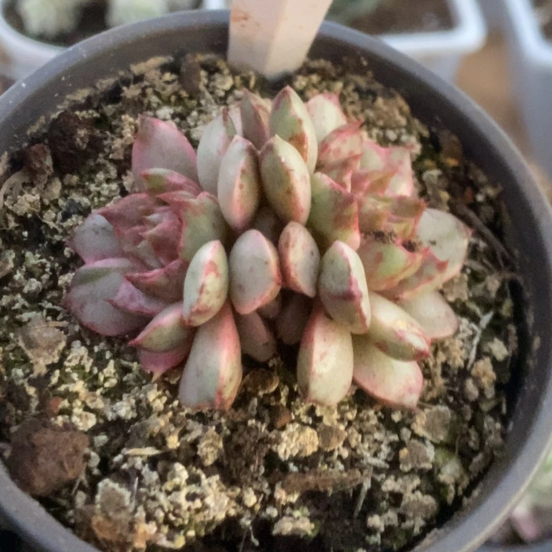 652血燕锦锦锦锦锦锦