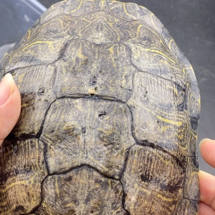 巴西彩龟母66666666