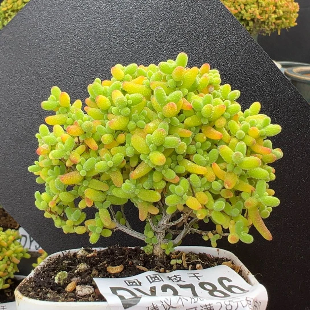 dy3786精控蜜橘糖球冠幅6.5cm
