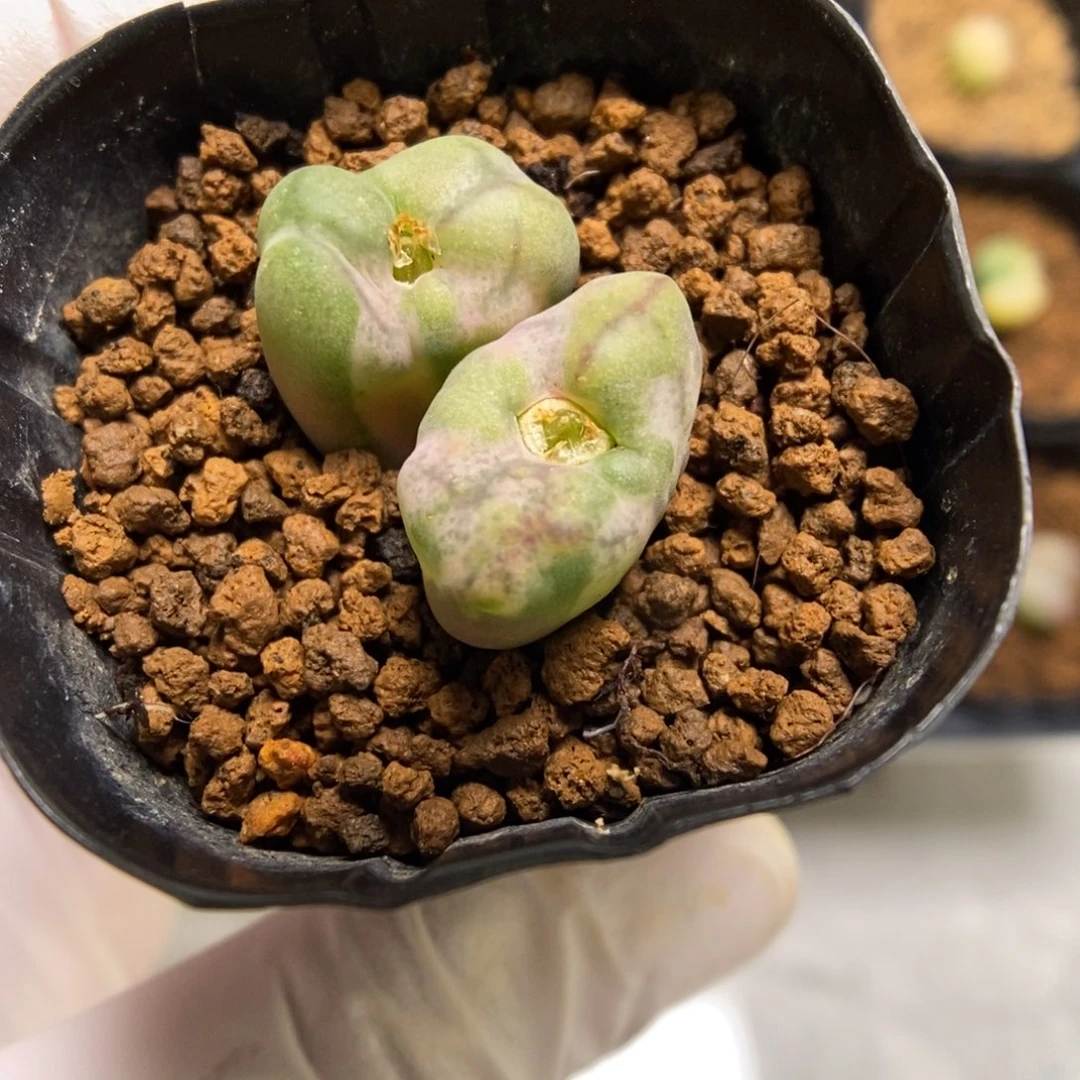 多肉植物肉锥杂交K-351 下播