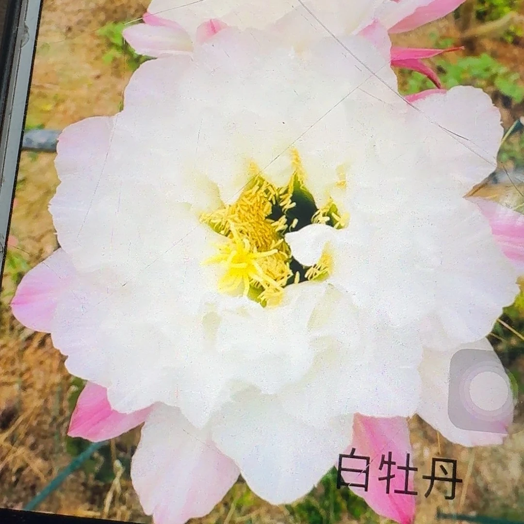 白牡丹侧芽5公分毛花柱