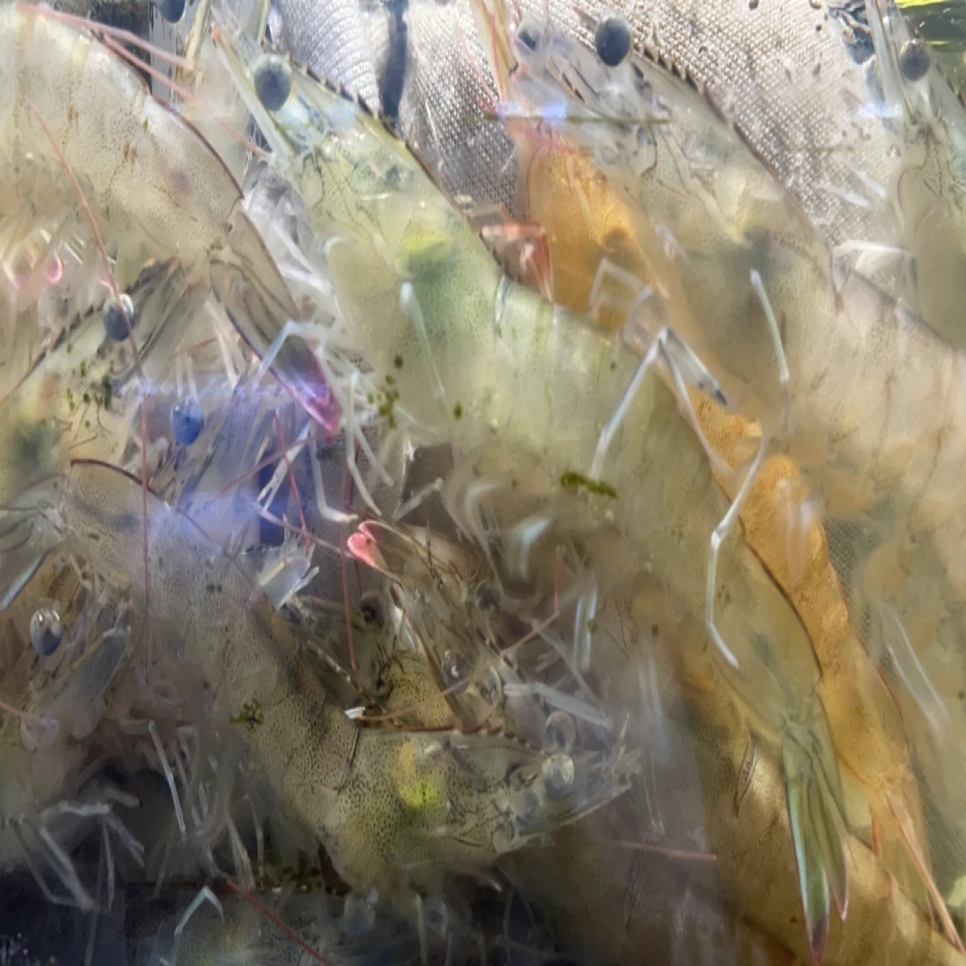 2斤海水大明虾（规格20几只一斤大虾），捞的时候保证是活的，配送过后包鲜不包活