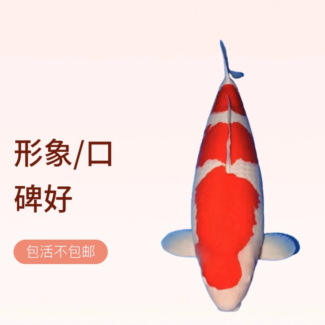 锦鲤观赏鱼红白三色龙系孔雀昭和绯写 不包邮