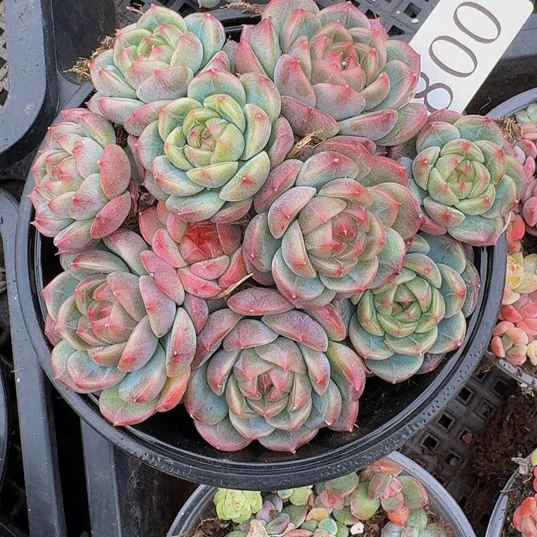 贩**光多肉植物多肉植物800