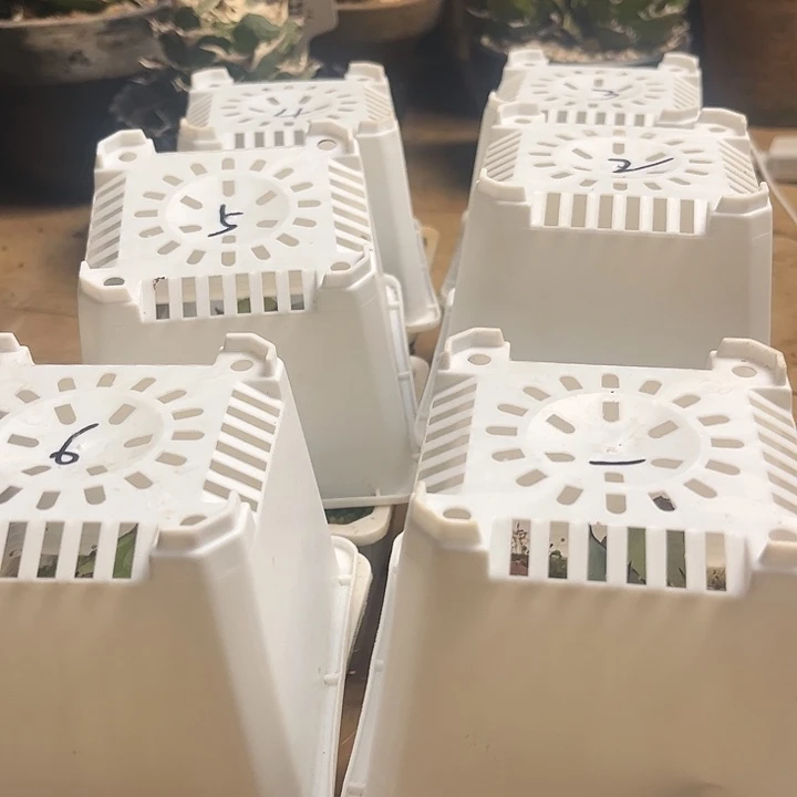 不***二龙舌兰仁王冠实生