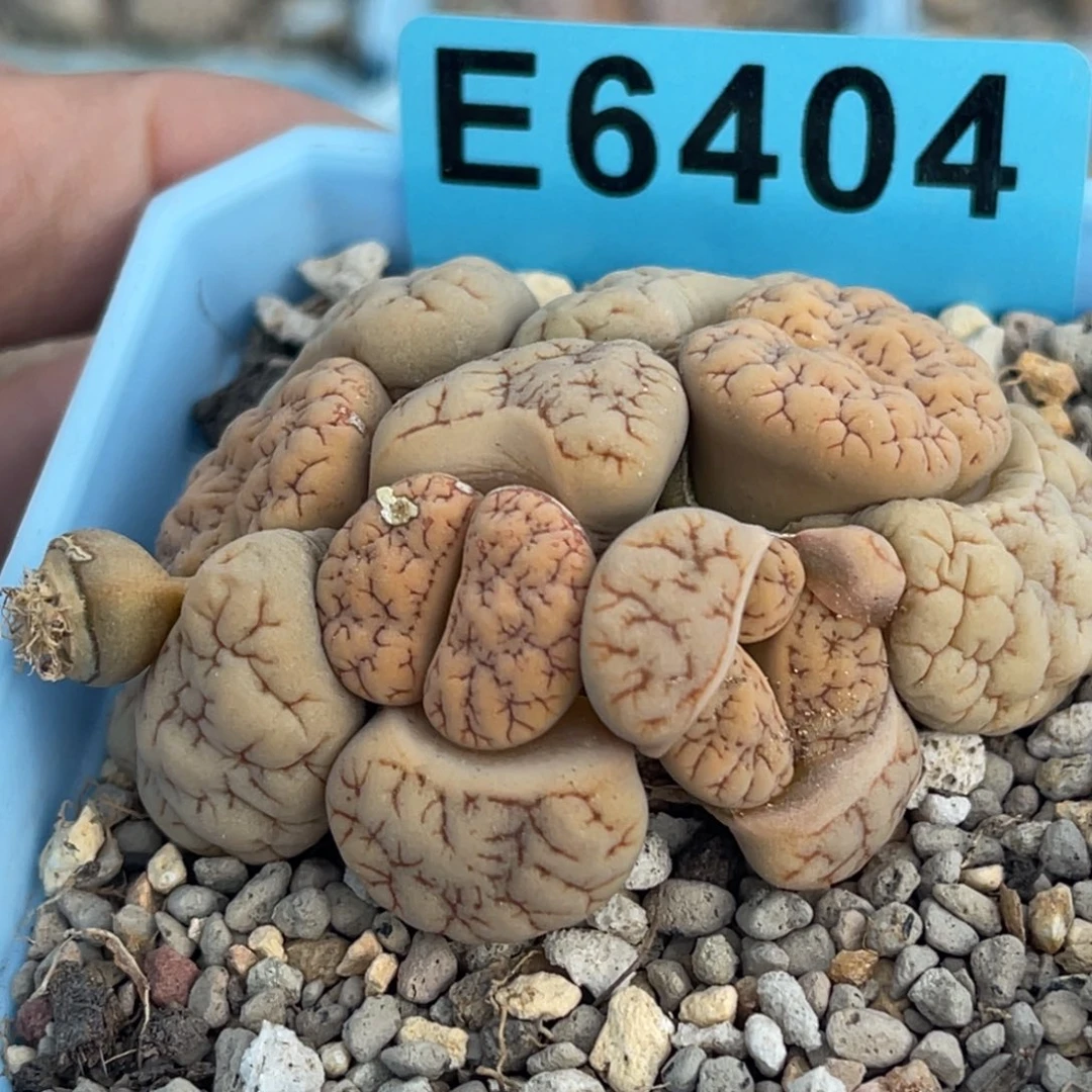 6404四头小怪群一颗