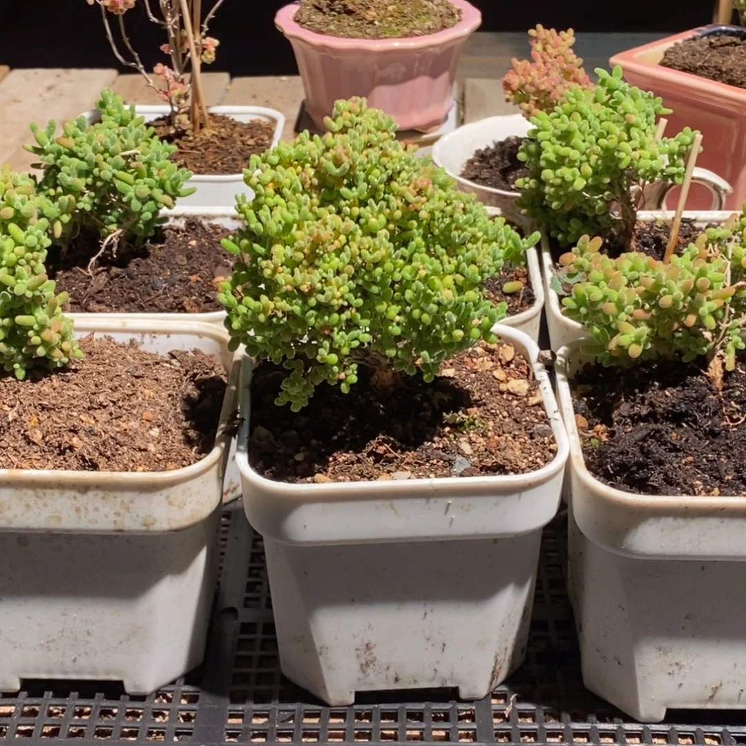 枝干番杏多肉植物389