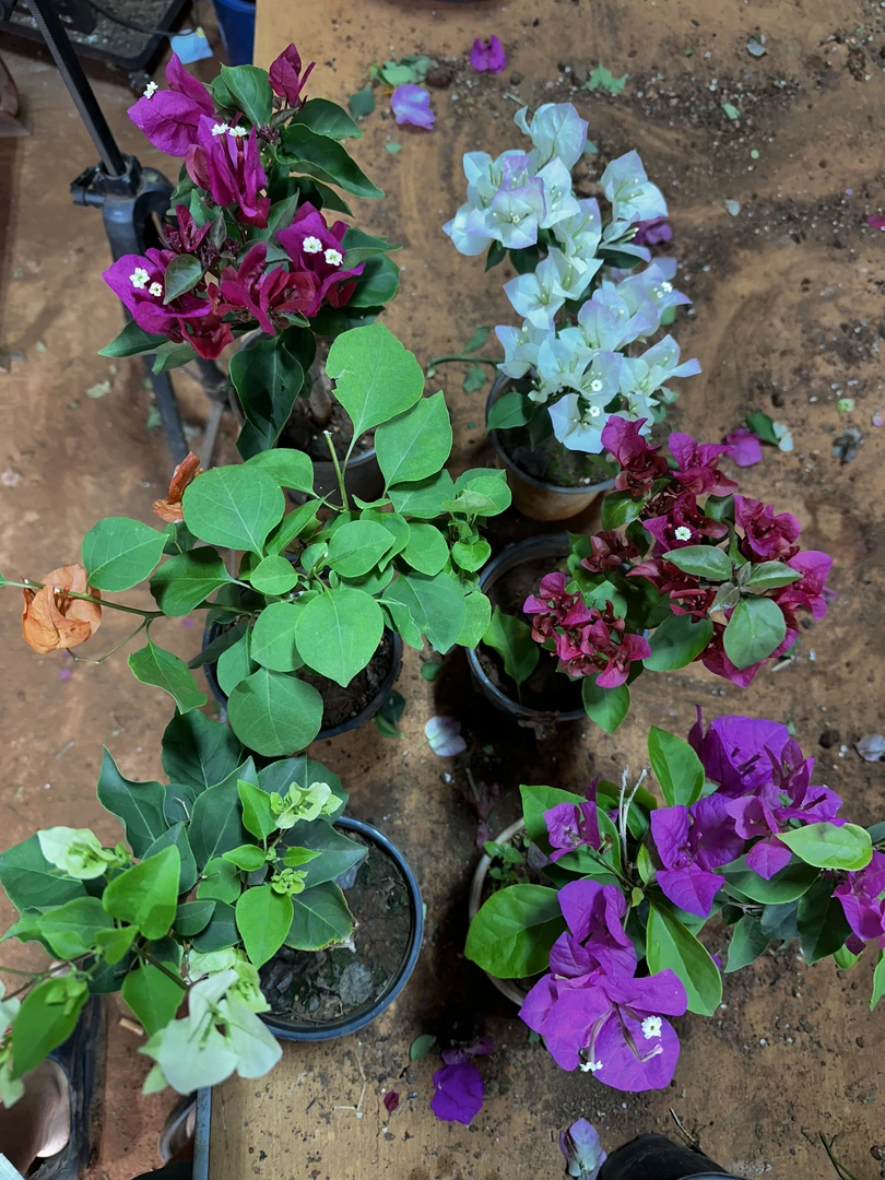 （小苗一物一拍）鲜活绿植不包成活（介意勿拍）无售后