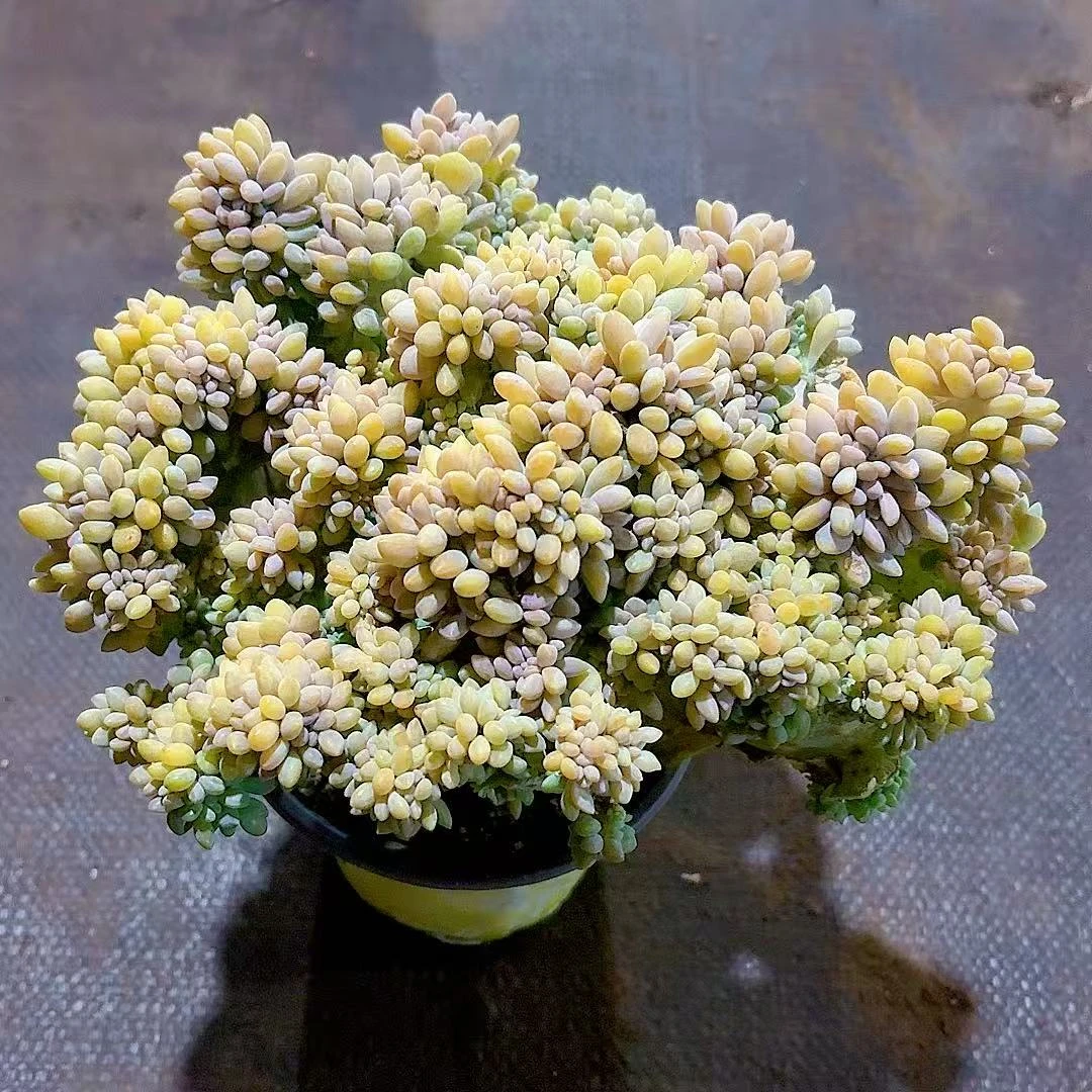 【醉美人缀化 】【满9.9包邮】星花怒放阳台露台办公多肉植物栽种养