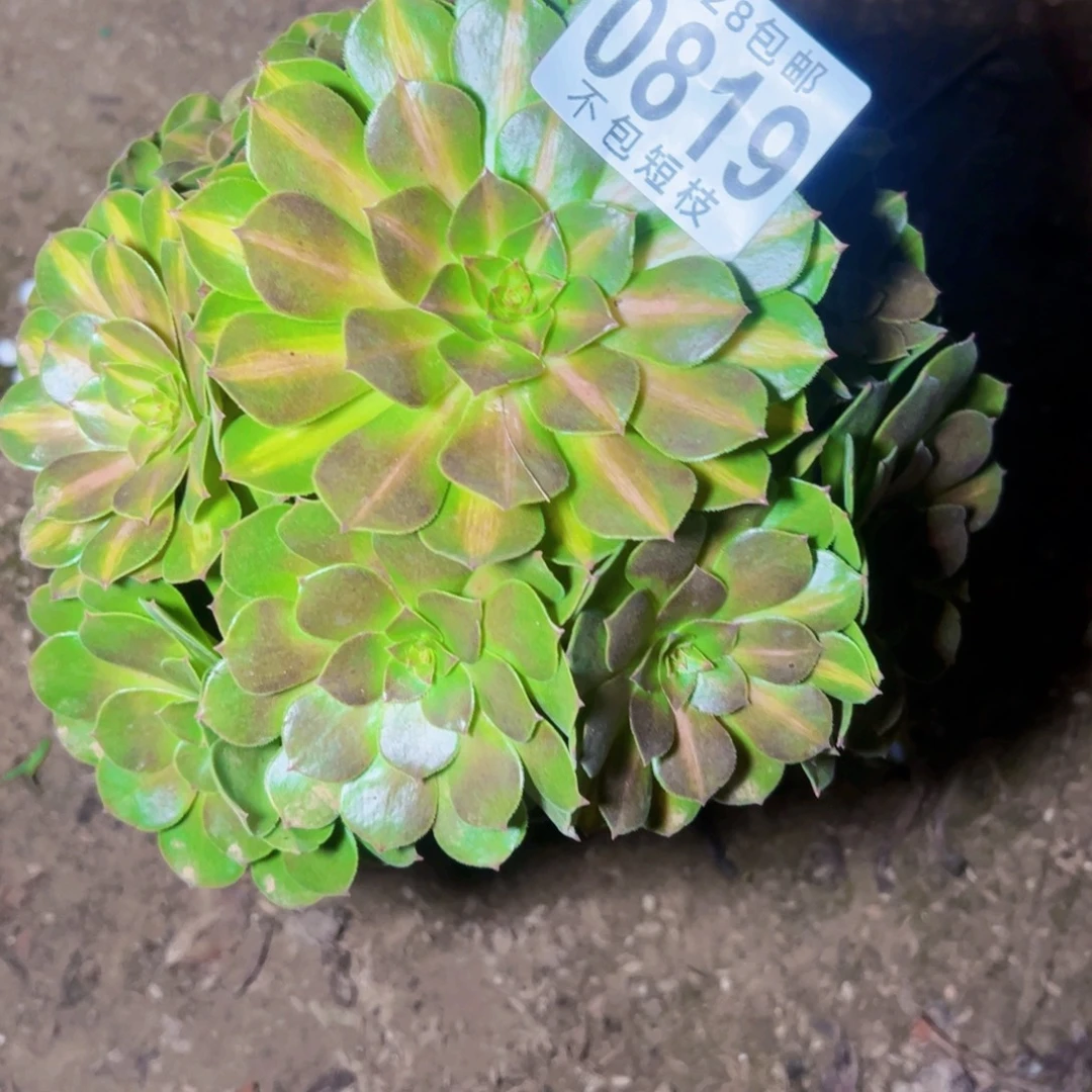 抹茶多肉植物法师0819