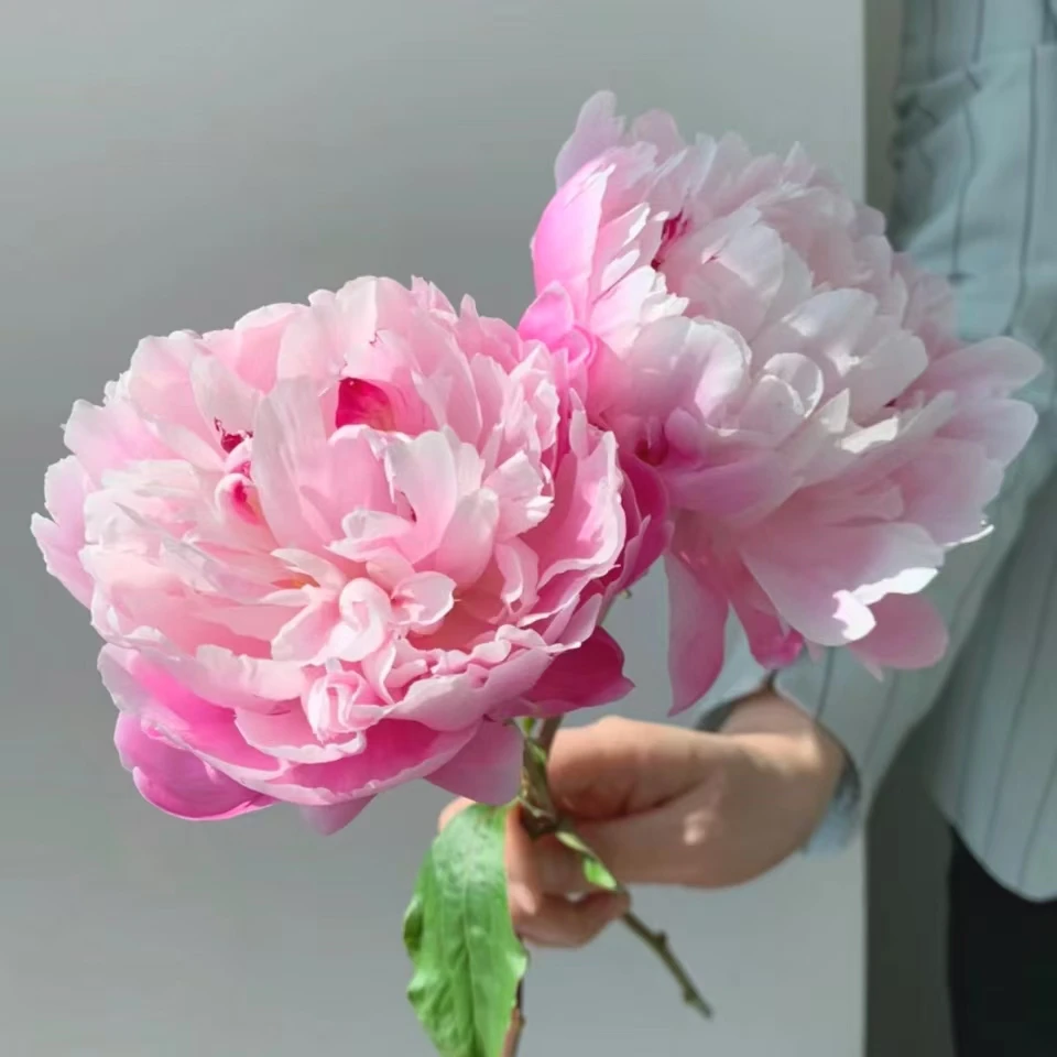 【芍药粉凌红花现货】花苞是红色，开花粉色，会变色的花苞芍药鲜花