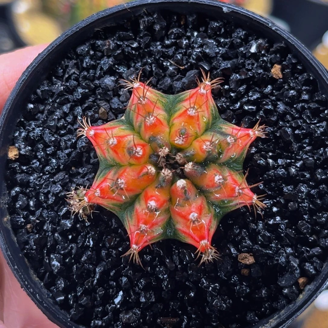 黄金甲 米哈仙人球