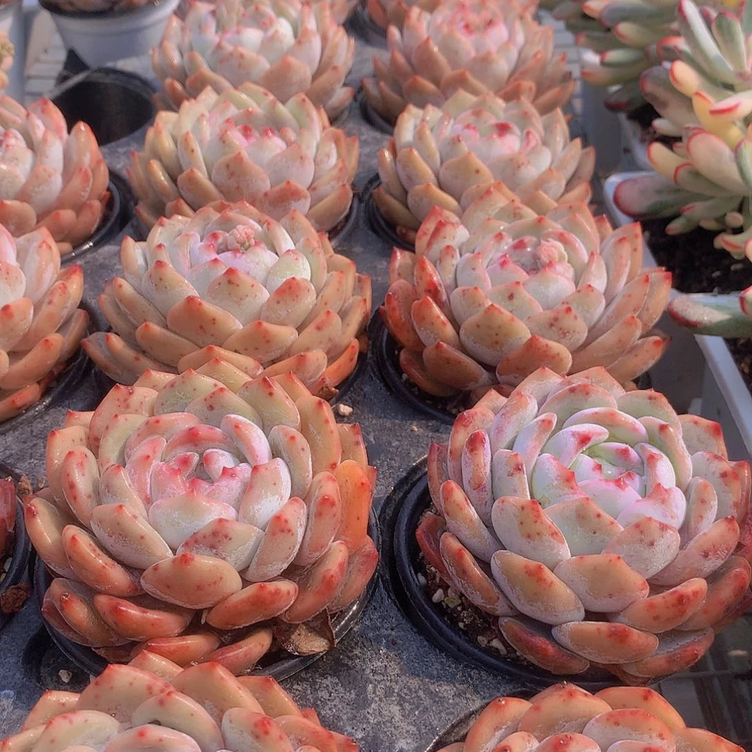 包包橙2345678899900