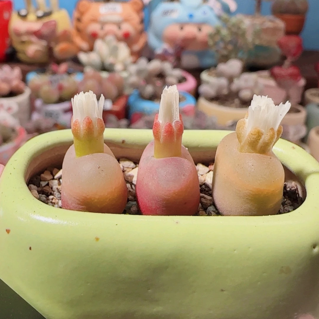 T蟠桃拼盆盆口4cm