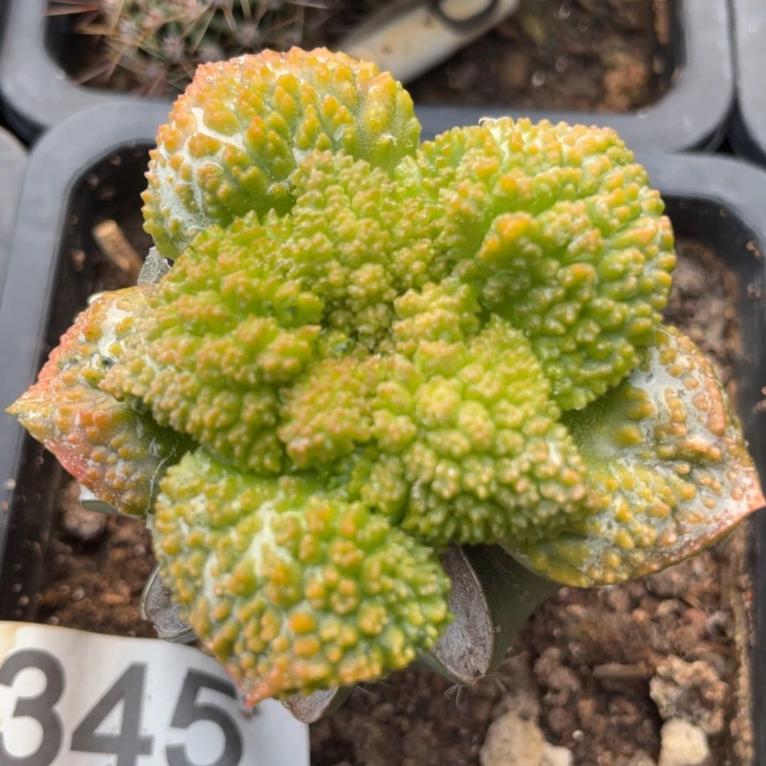 全部花朵红莲哥斯拉牡丹锦345