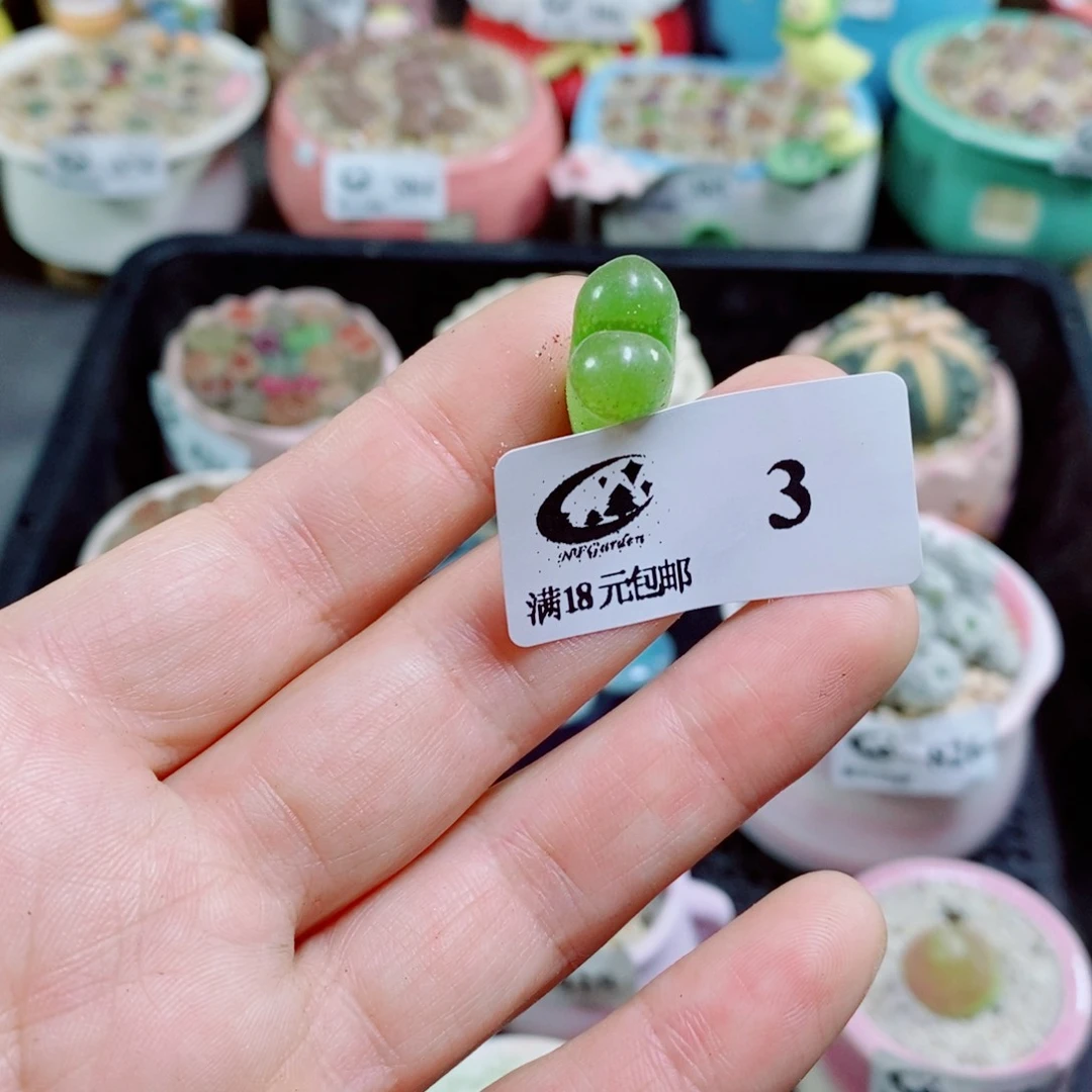 时****来其实哈哈哈哈哈哈哈3