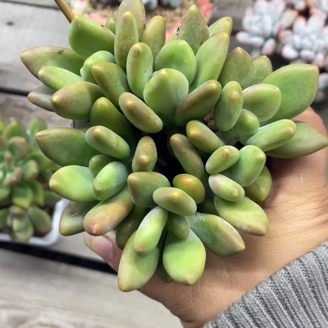 芒果奶酪朵朵缀六头38