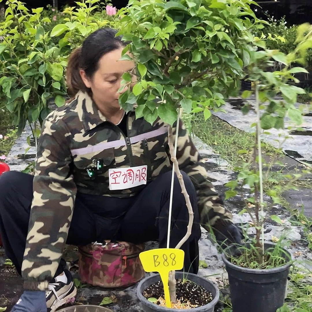 当前无花栽培后可以开花紫*香B88佩德罗