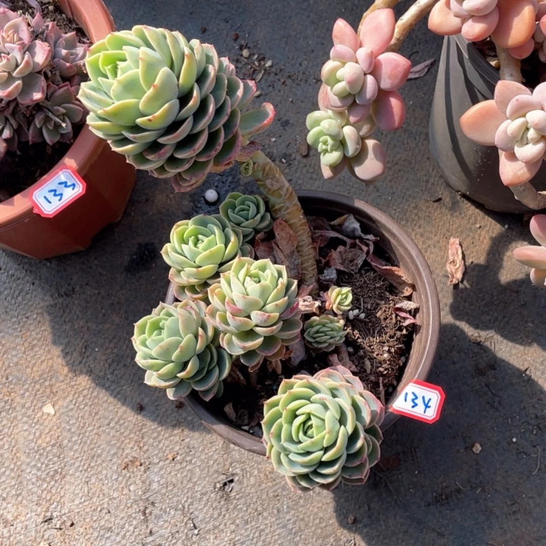 134哈密瓜 一物一拍多肉