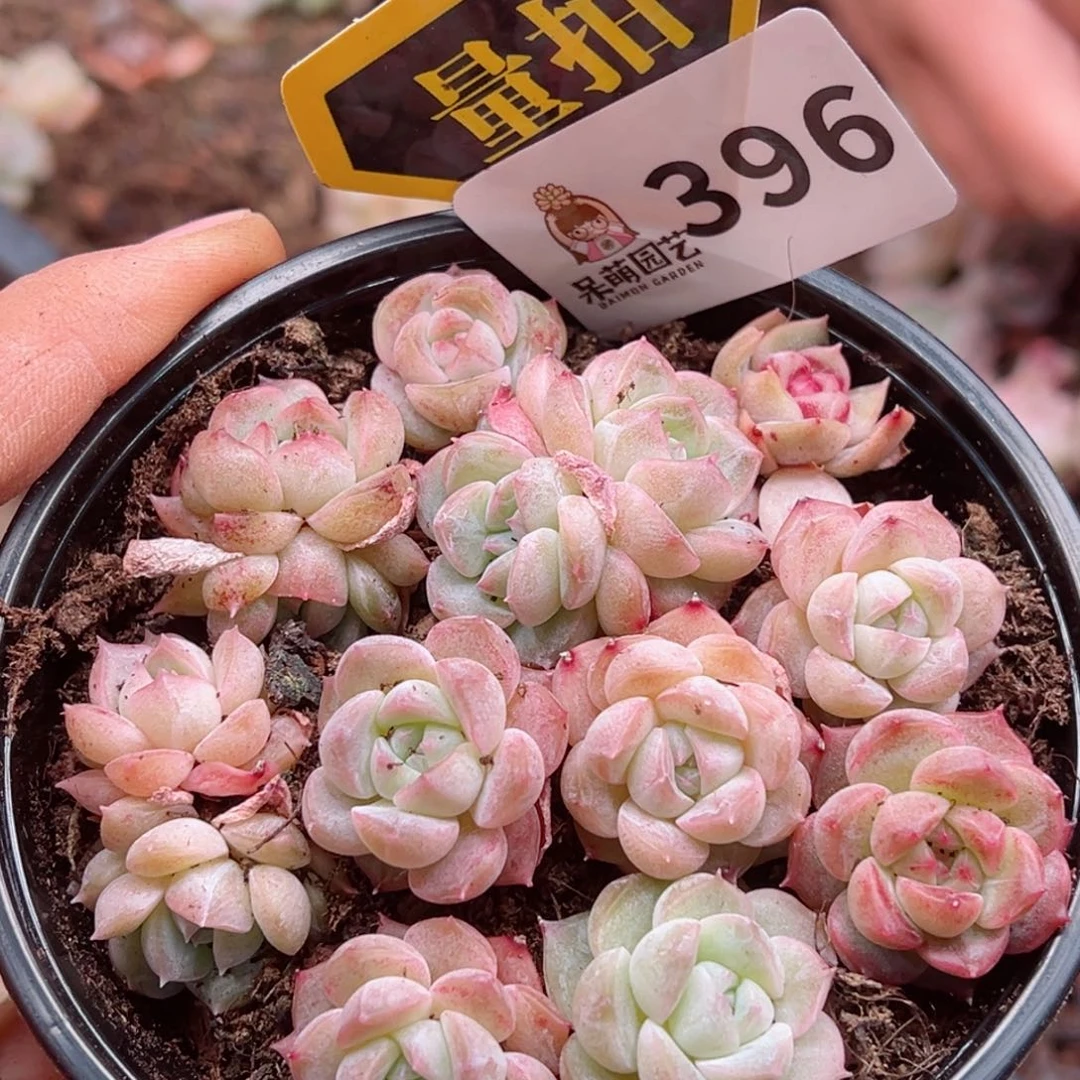 多肉植物多肉植物