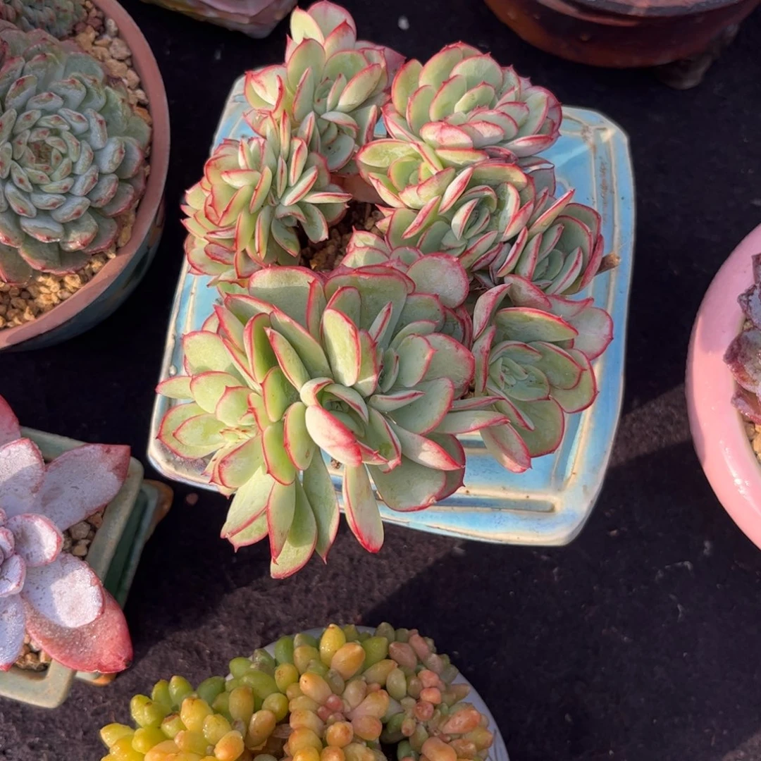 用***0多肉植物11111111111