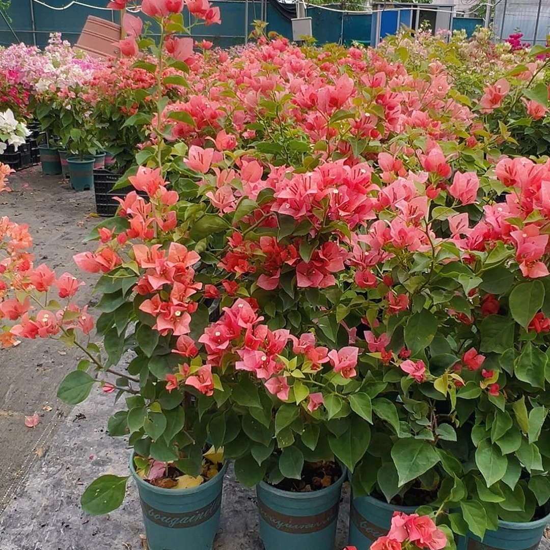 当前无花栽培后可以开花不甜西瓜带竹一颗