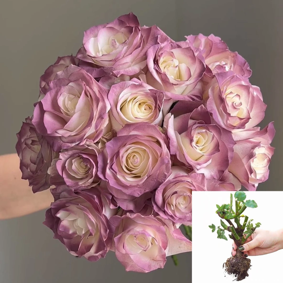 【乌梅子酱】玫瑰花苗大花浓香四季开花卉盆栽耐寒植物