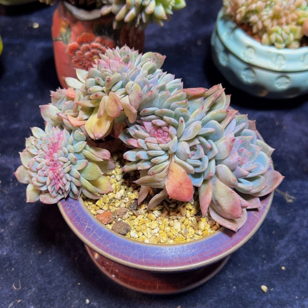 荷花 新年快乐 新年快乐