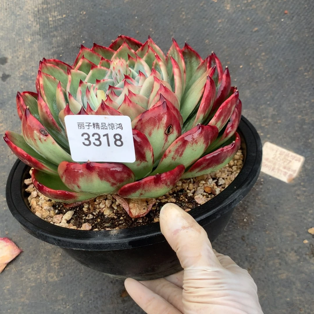 3318一物一拍17厘米