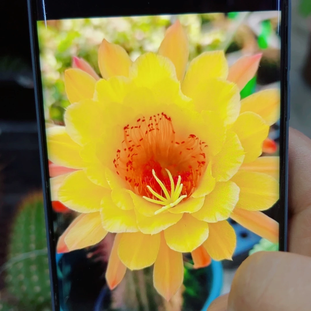 下78金妞皇冠歪无根侧芽5公分左右20 包邮