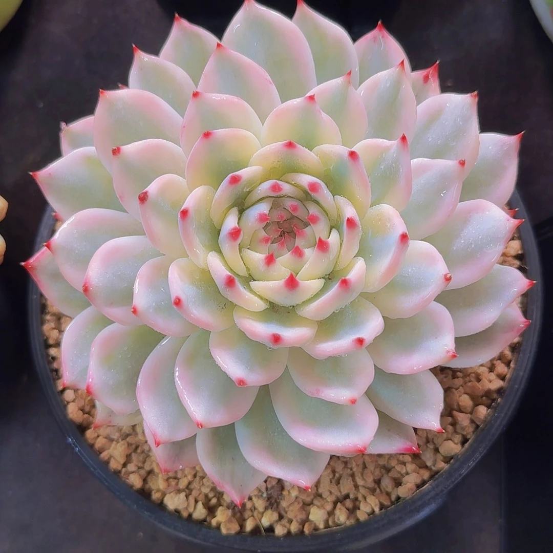 吉娃娃锦多肉一物一拍