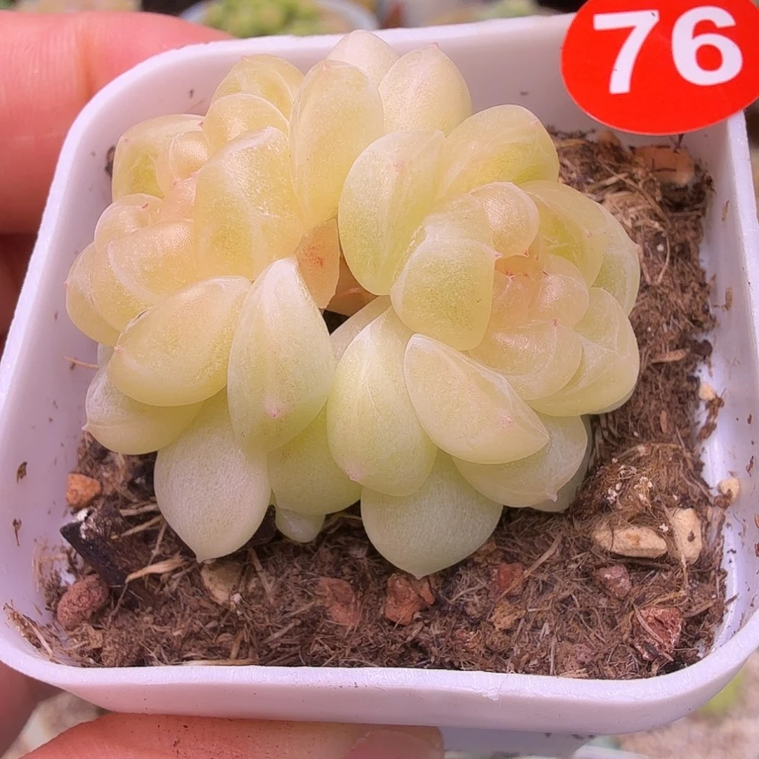 76号双头现金一物一拍