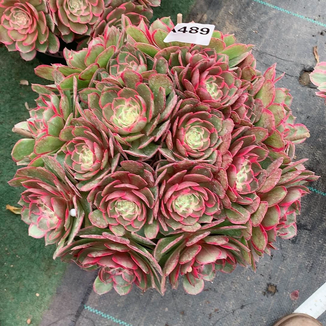 么*焕489.粉花妖多肉植物