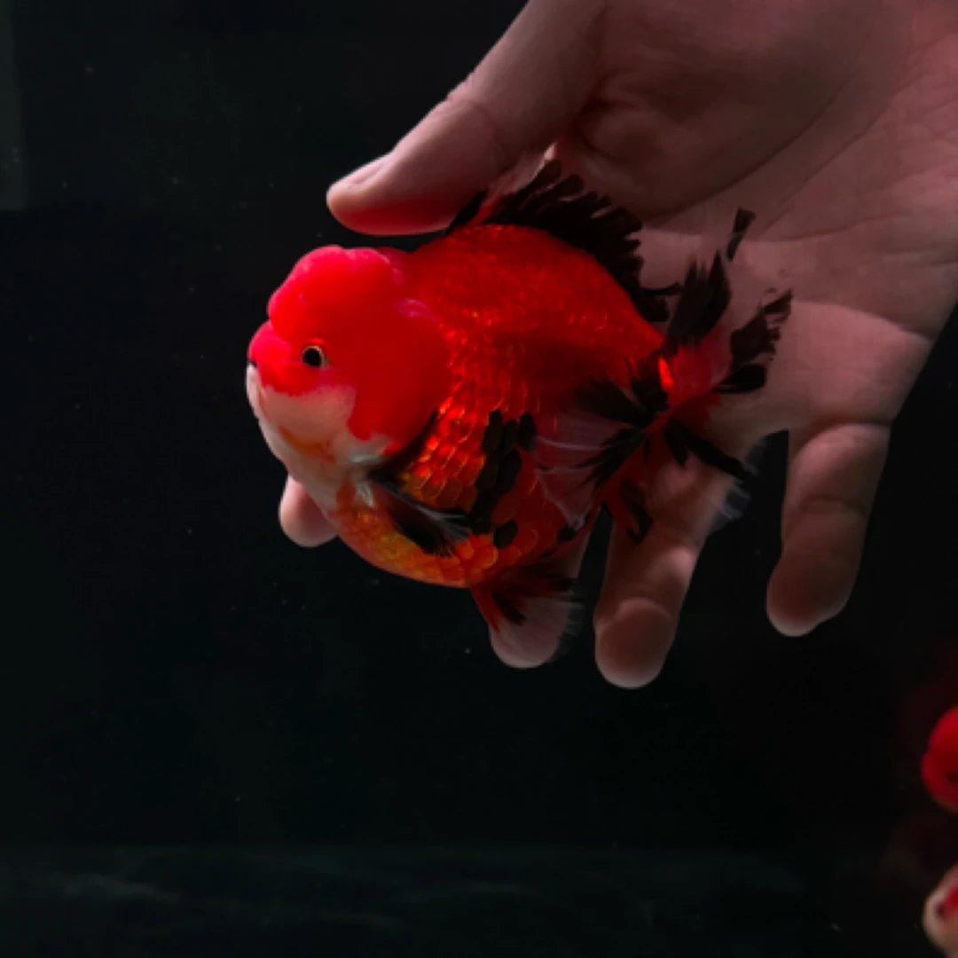 泰狮金鱼（活体不退不换拍前确认好）