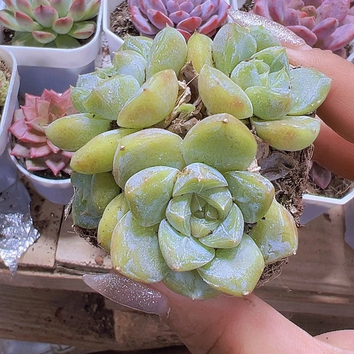 雪兔群19包邮多肉植物