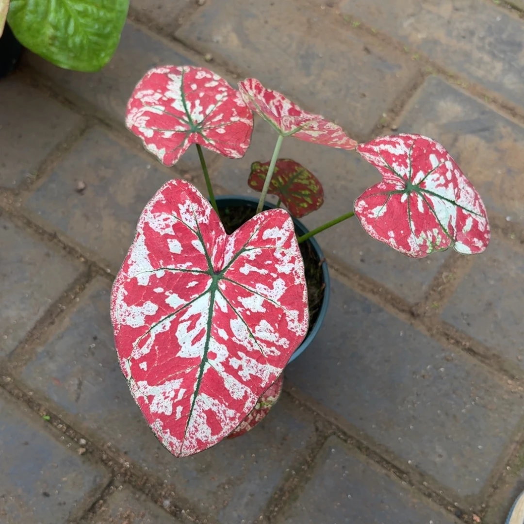 猩红玛丽 22-1114