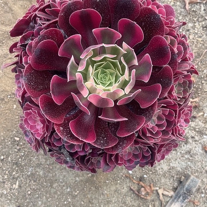 多肉植物美杜莎锦。