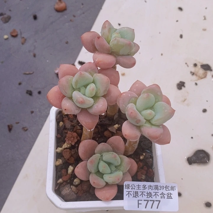 樱花洛神老桩777多肉植物