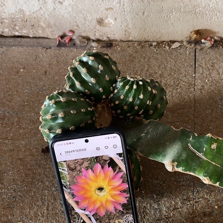 如梦柱子侧芽歪满18包邮