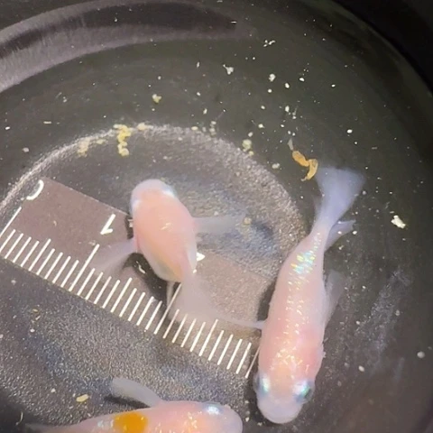 青鳉鱼一物一拍490