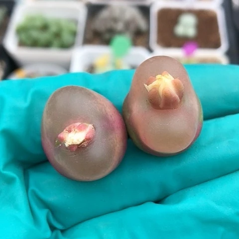 多肉肉锥 红宝石