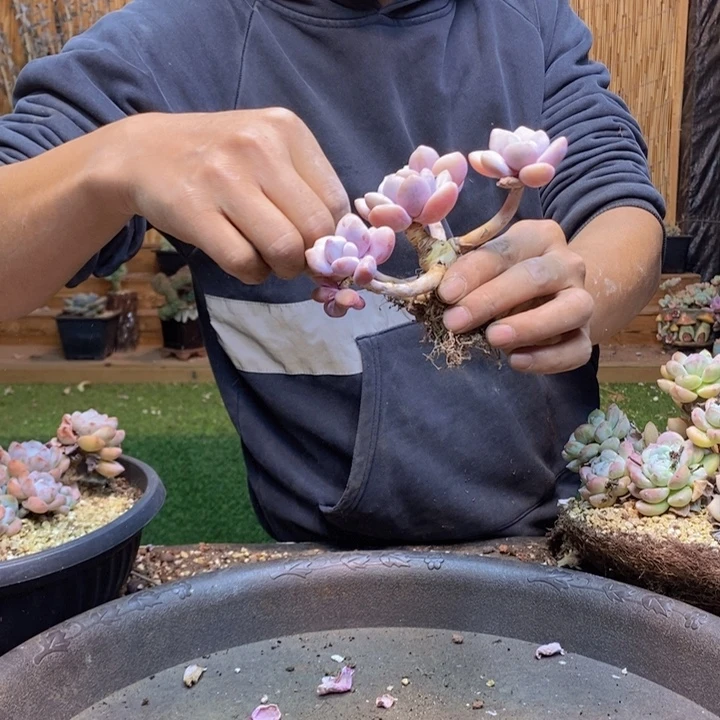重***喽419号粉兔多肉植物