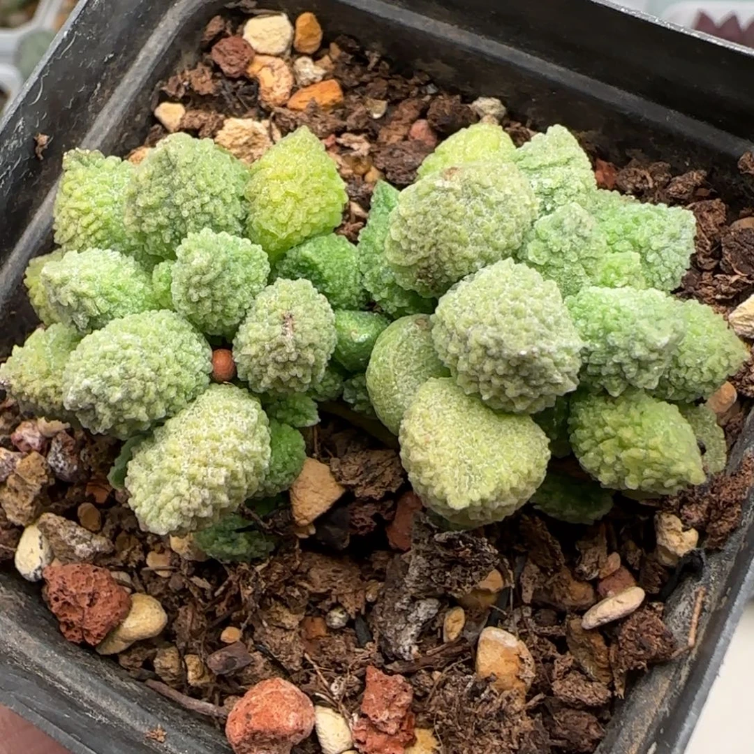 丸翠水泡多肉植物