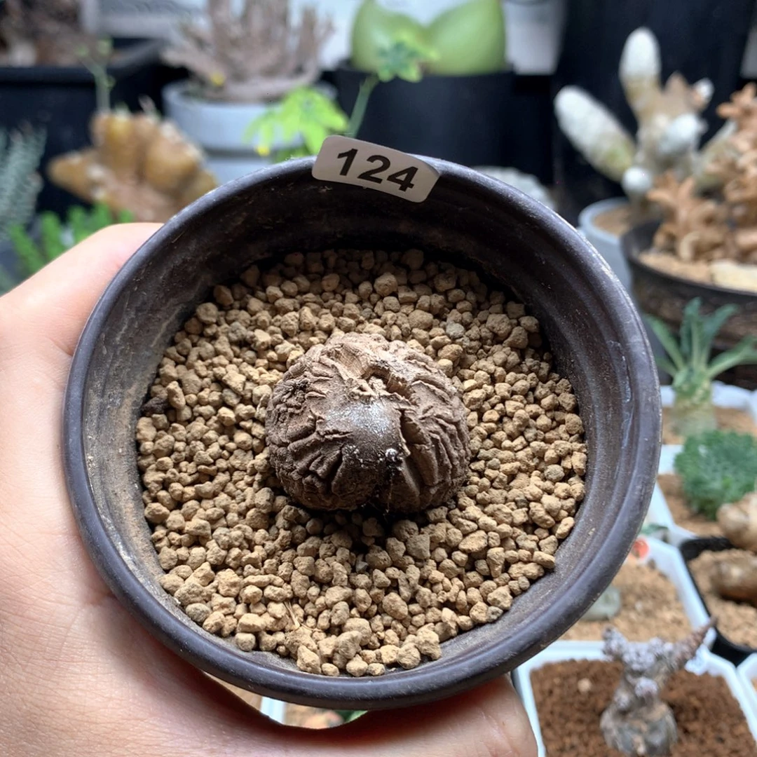 福利南非龟甲龙带盆3.4